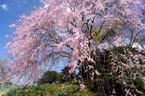 小櫻花樹|認識10大常見日本櫻花品種：特徵/由來/開花時期